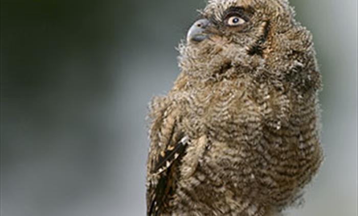 International Centre for Birds of Prey Newent, Gloucestershire