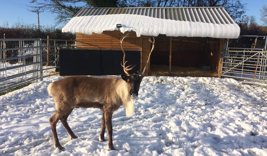 Cotswold Reindeer Herd