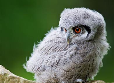 The International Centre for Birds of Prey - Animals & Nature in Newent,  Gloucester - Visit Gloucester